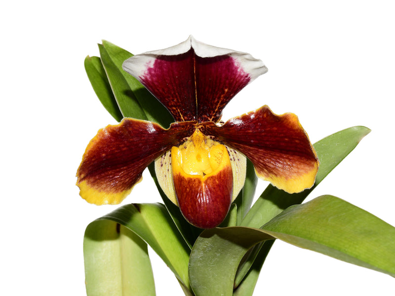 Paphiopedilum Cocoa Robcrown x Paph. Cocoa Motto Kitty