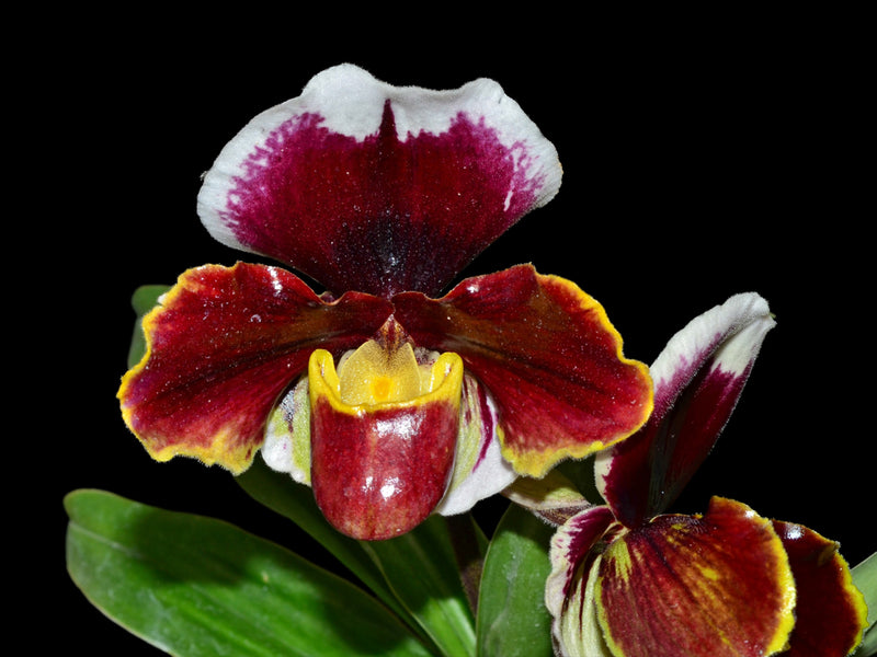 Paphiopedilum Cocoa Rose