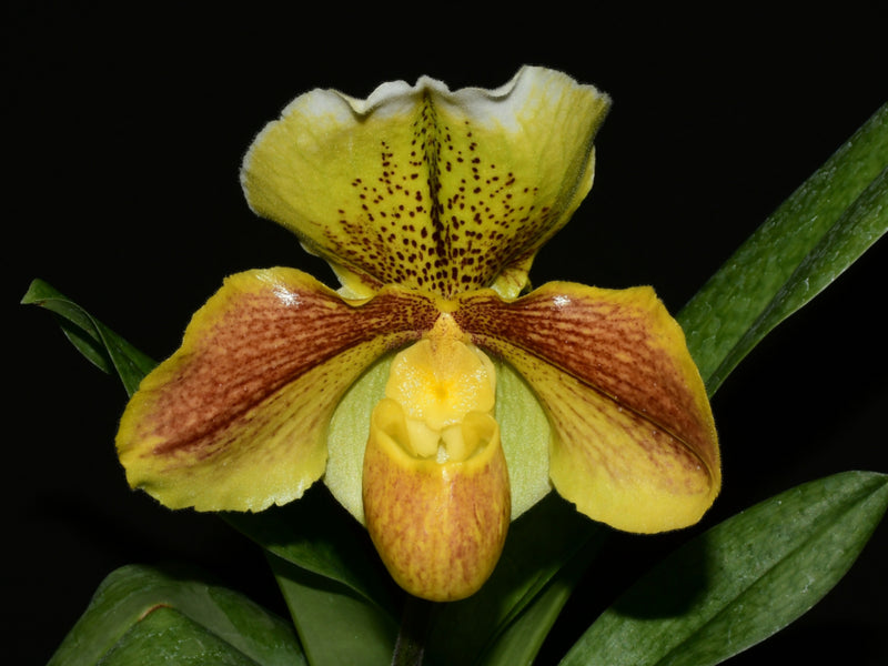 Paphiopedilum Cocoa Sparkling Rose x Paph. Cocoa Hunting