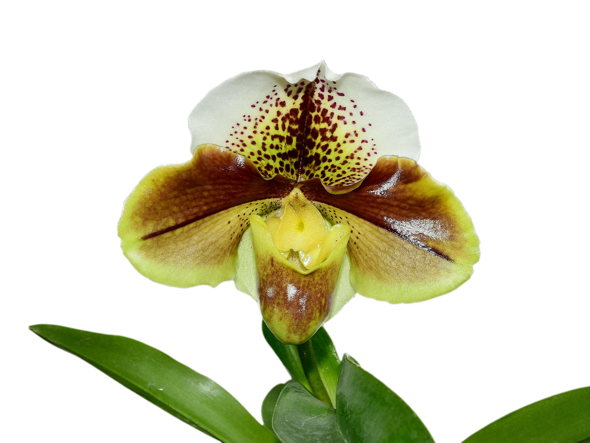 Paphiopedilum Cocoa Star Hunting