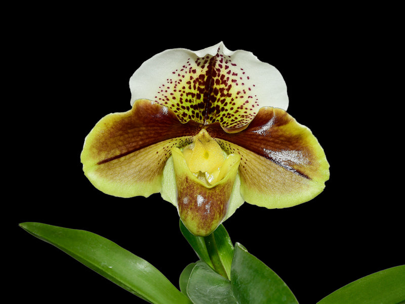 Paphiopedilum Cocoa Star Hunting