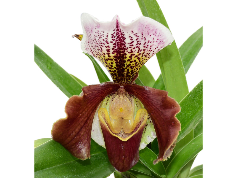 Paphiopedilum Cocoa Tree x Paph. Yi-Ying Twinkling Stars