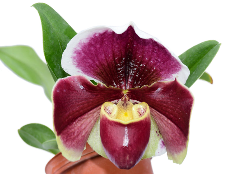 Paphiopedilum Cocoa Victoria