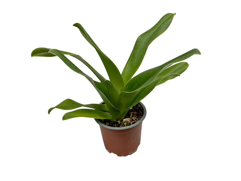 Paphiopedilum Cocoa Winsholt x Paph. Cocoa Tree