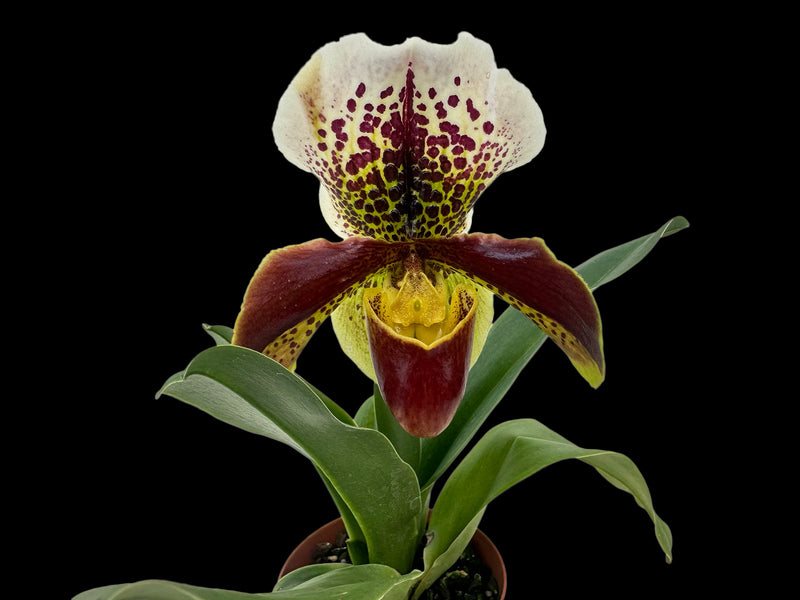 Paphiopedilum Cocoa Winsholt x Paph. In-Charm Circle