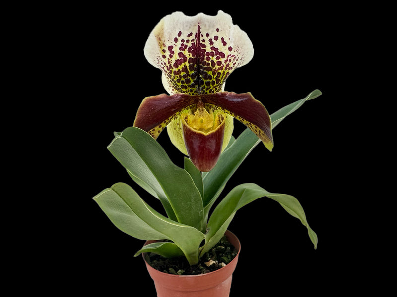 Paphiopedilum Cocoa Winsholt x Paph. In-Charm Circle