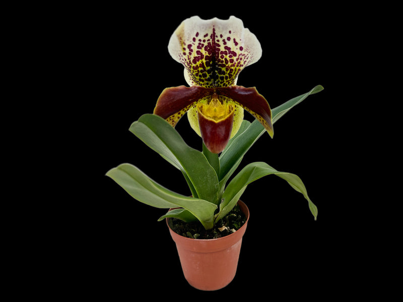 Paphiopedilum Cocoa Winsholt x Paph. In-Charm Circle