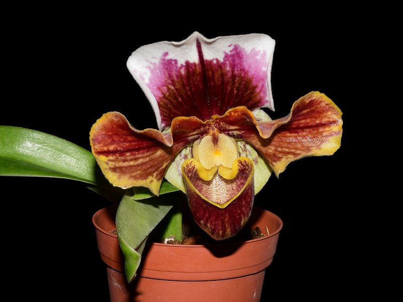 Paphiopedilum Cocoa Wintree Stars
