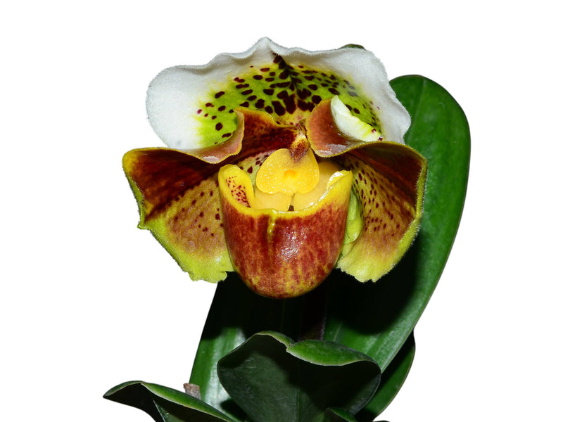 Paphiopedilum Cocoa Wintree x Paph. Cocoa Hunting