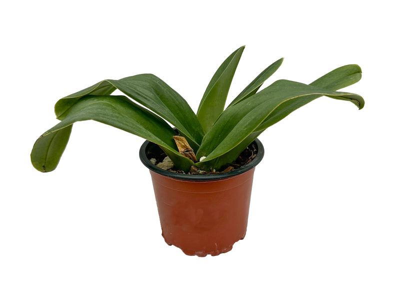 Paphiopedilum Cocoa Wintree x Paph. Cocoa Hunting