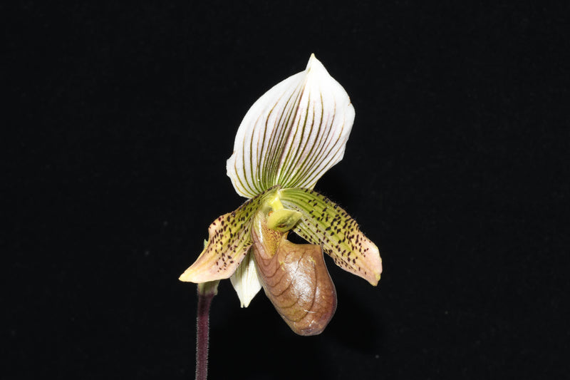 Paphiopedilum Dieter Heyde X Paph lawrenceanum fma. hyeanum unbelievable albino