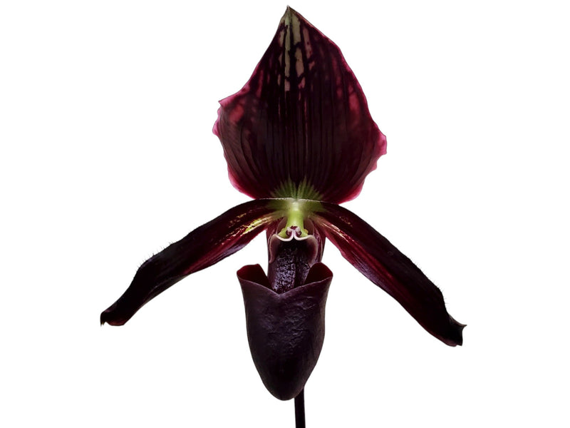 Paphiopedilum Ethan Kropfmuller