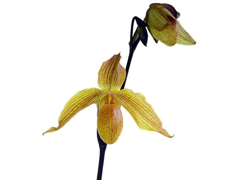 Paphiopedilum Dollgoldi