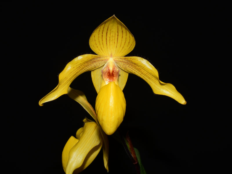 Paphiopedilum Dollgoldi