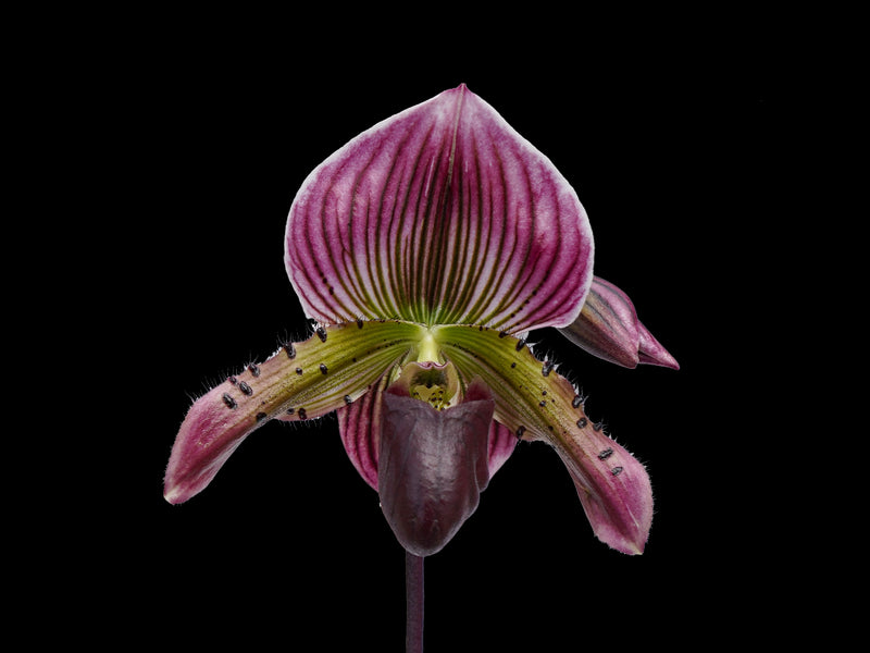 Paphiopedilum Dumbledore x Paph Ambiente 'Silvestre' x Paph Hermann x Paph Nettie McNay 'halloween' X Paph Senne Calle