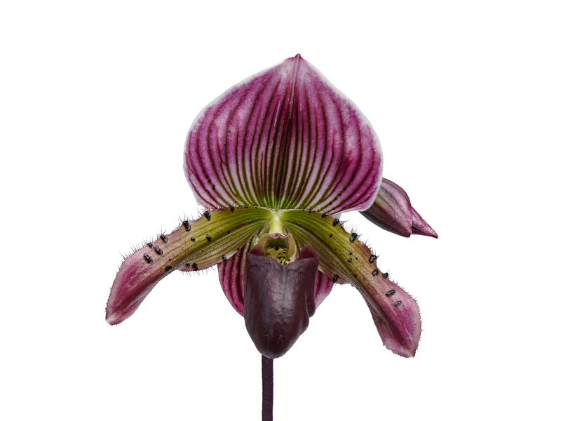Paphiopedilum Dumbledore x Paph Ambiente 'Silvestre' x Paph Hermann x Paph Nettie McNay 'halloween' X Paph Senne Calle