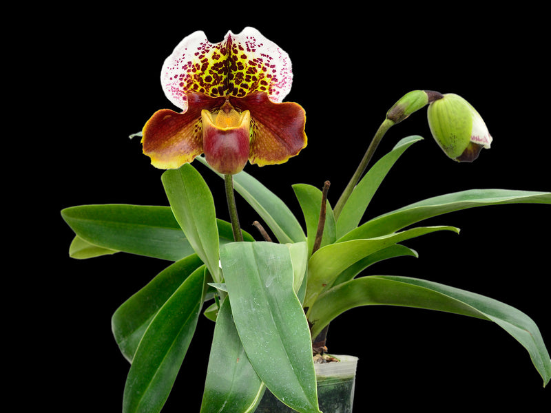 Paphiopedilum Ecuagenera