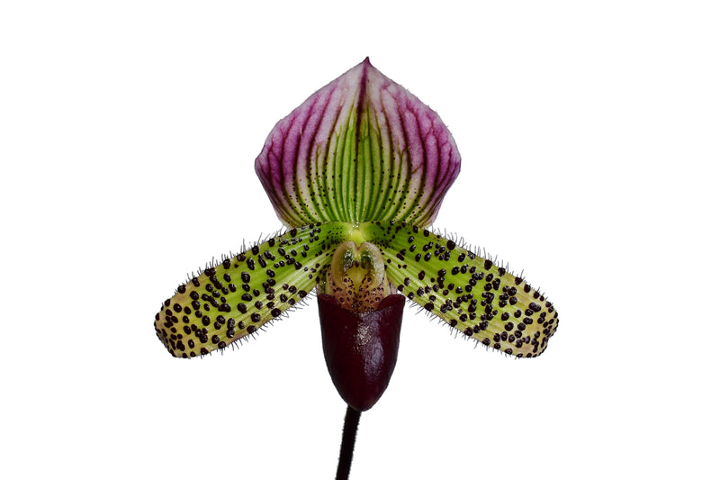 Paphiopedilum Ecuagenera Passion