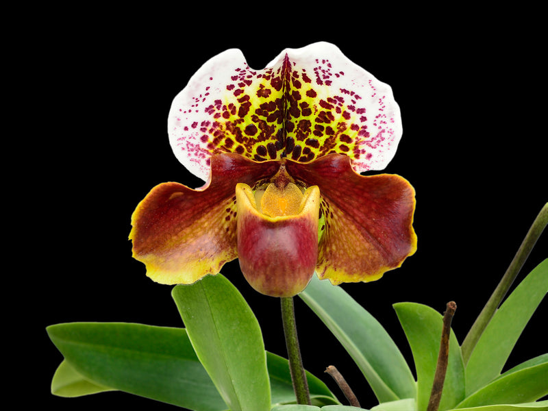 Paphiopedilum Ecuagenera