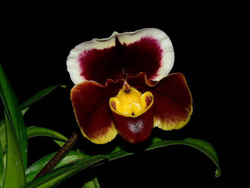 Paphiopedilum Engraved x San Francisco 'Shoran' x Pahiopedilum Pacific Wonder