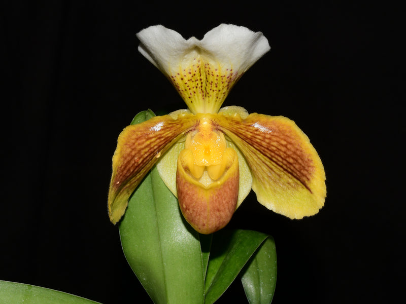 Paphiopedilum Enzan Crazy Sioux x Paph. Cocoa Hamana