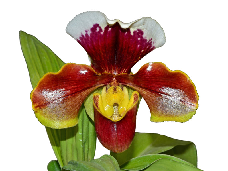 Paphiopedilum Enzan Kitty x Paph. Tree of Enzan
