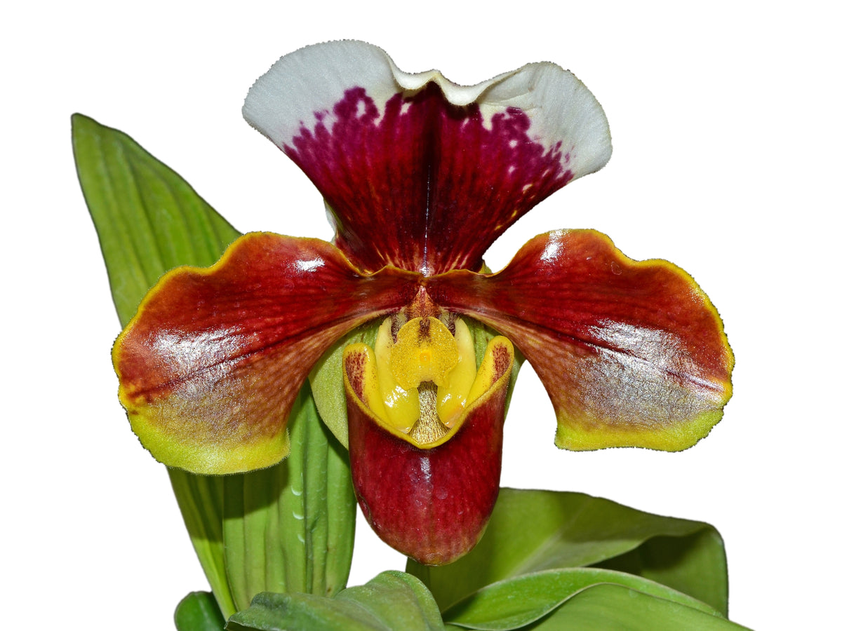 Paphiopedilum Enzan Kitty x Paph. Tree of Enzan — Ecuagenera Orquídeas ...