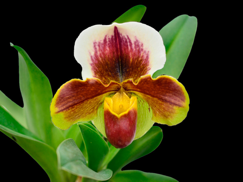 Paphiopedilum Enzan Sholt x Paph. Cocoa Motto Kitty