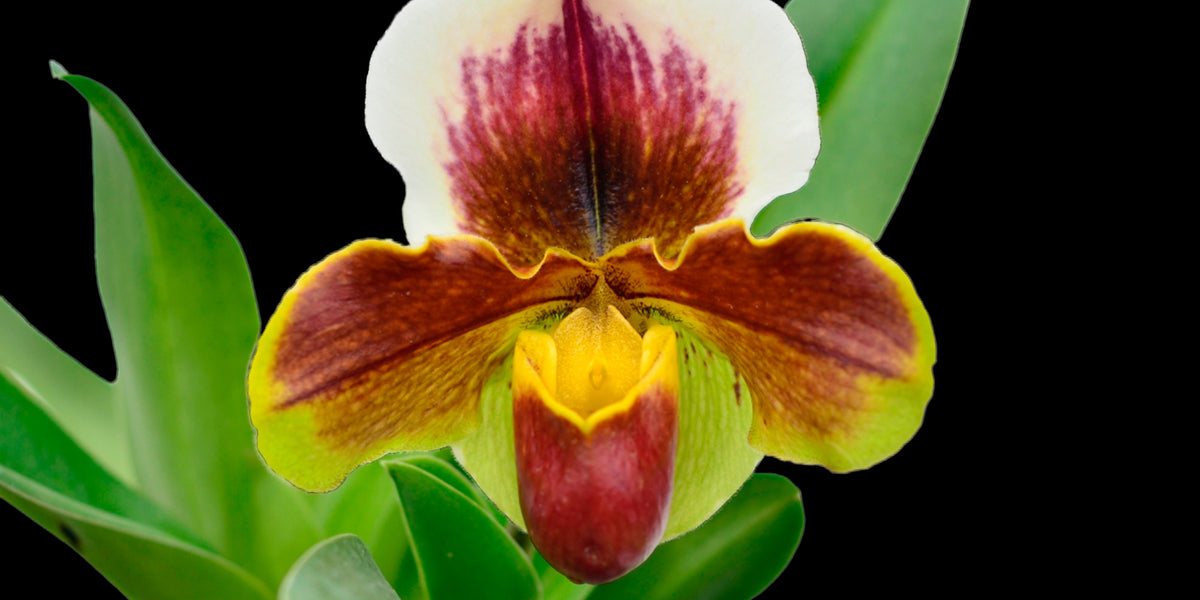 Paphiopedilum Enzan Sholt x Paph. Cocoa Motto Kitty — Ecuagenera ...