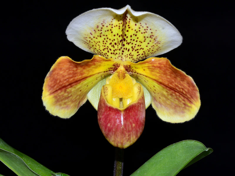 Paphiopedilum Enzan Winston's Vale x Paph. vietnamense