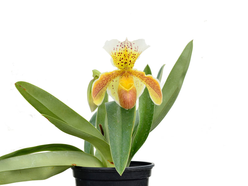 Paphiopedilum Enzan Winston's Vale x Paph. Enzan Rose Crown