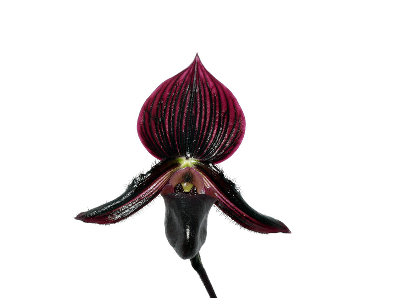 Paphiopedilum Ethan Kropfmuller