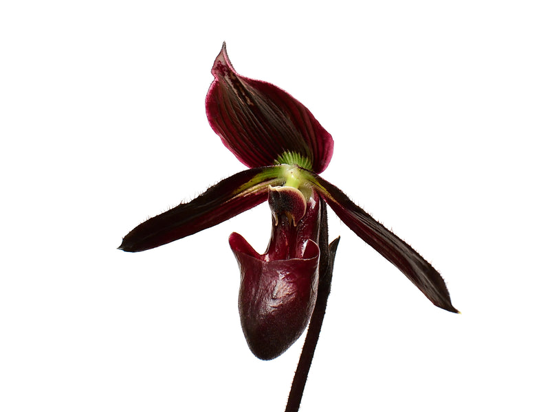 Paphiopedilum Ethan Kropfmuller