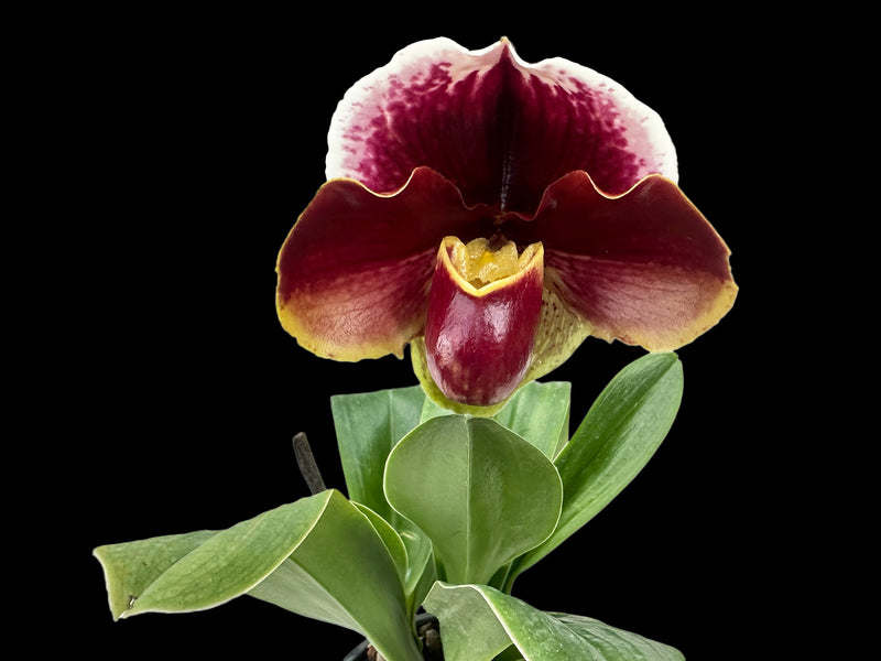 Paphiopedilum Frank Pearce 'Downland' AM/RHS x Paph. Prince Flag 'Kazaguruma' SM/JOGA