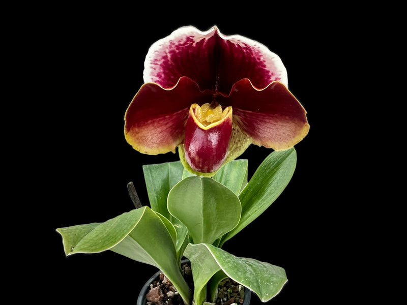 Paphiopedilum Frank Pearce 'Downland' AM/RHS x Paph. Prince Flag 'Kazaguruma' SM/JOGA