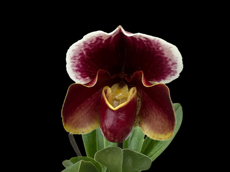 Paphiopedilum Frank Pearce 'Downland' AM/RHS x Paph. Prince Flag 'Kazaguruma' SM/JOGA
