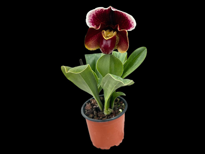 Paphiopedilum Frank Pearce 'Downland' AM/RHS x Paph. Prince Flag 'Kazaguruma' SM/JOGA