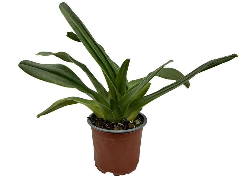 Paphiopedilum Frank Pearce 'Downland' AM/RHS x Paph. Prince Flag 'Kazaguruma' SM/JOGA