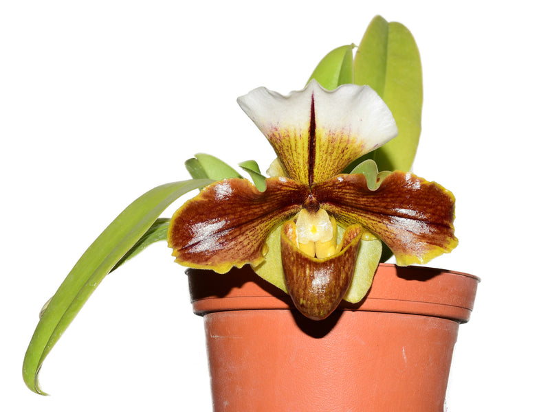 Paphiopedilum GXAAS Light