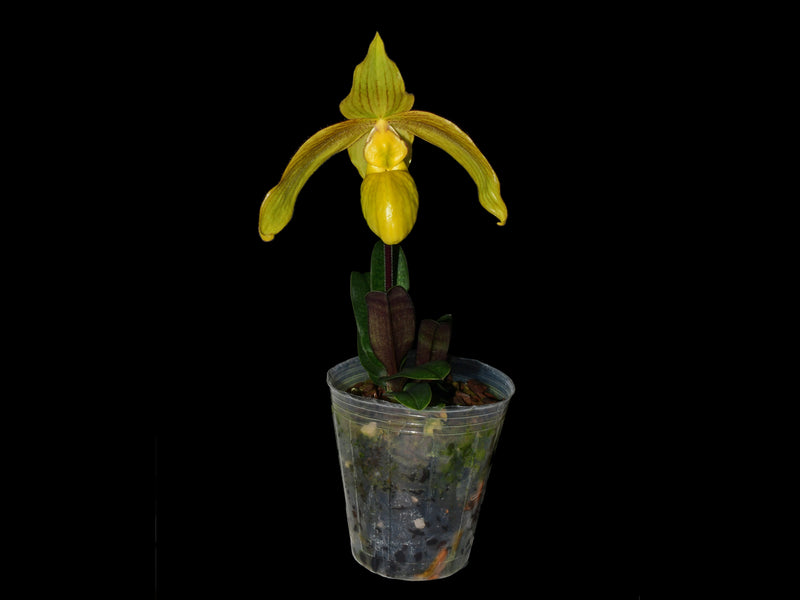 Paphiopedilum Giselher