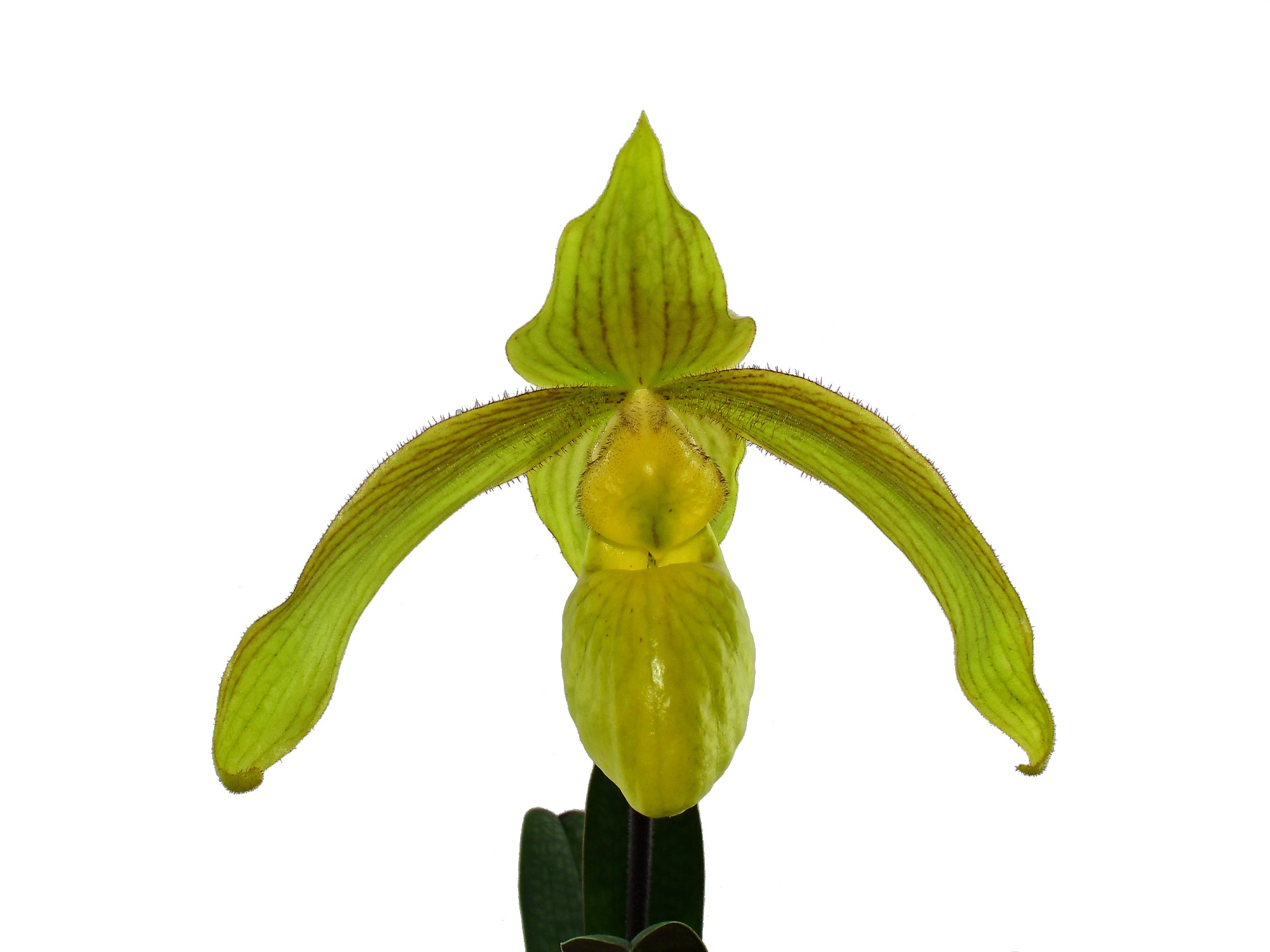 Paphiopedilum Giselher