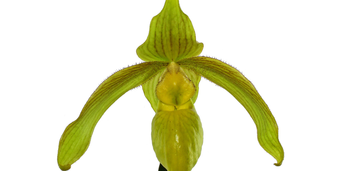 Paphiopedilum Giselher | Ecuagenera — Ecuagenera Orquídeas del Ecuador
