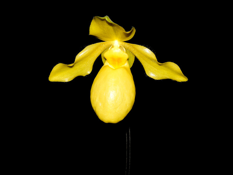 Paphiopedilum Golddollar