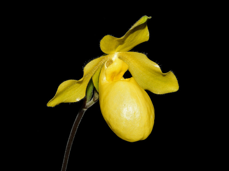 Paphiopedilum Golddollar