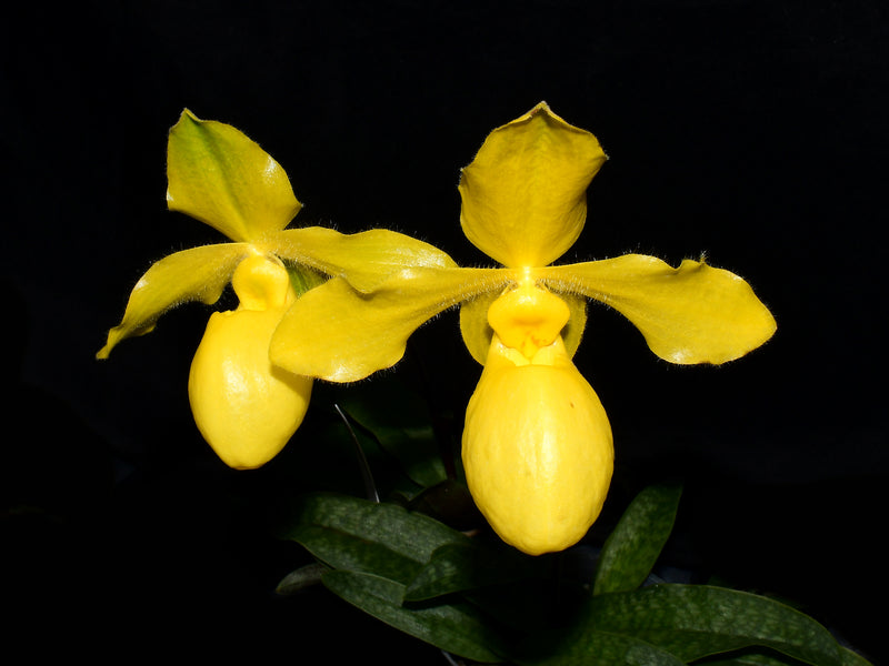 Paphiopedilum Golddollar