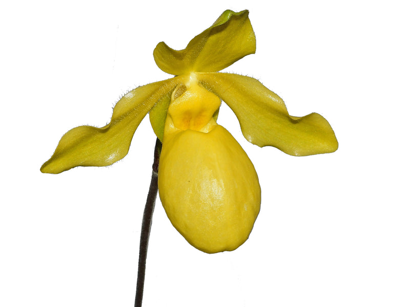 Paphiopedilum Golddollar