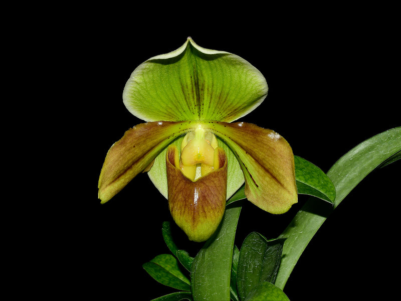 Paphiopedilum Happy Andes