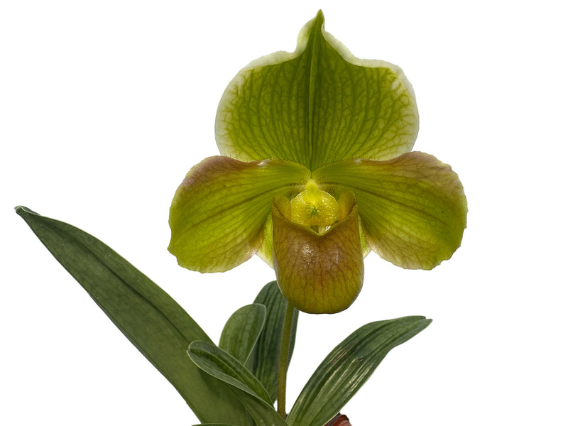 Paphiopedilum Happy Andes