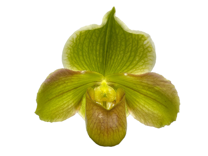 Paphiopedilum Happy Andes