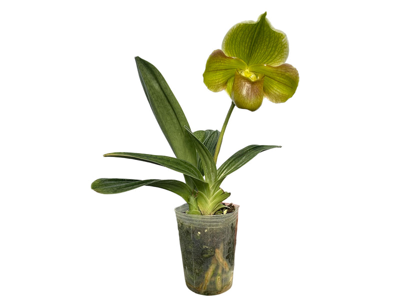 Paphiopedilum Happy Andes